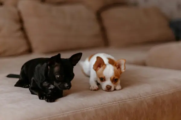 Perros pequeños para apartamento